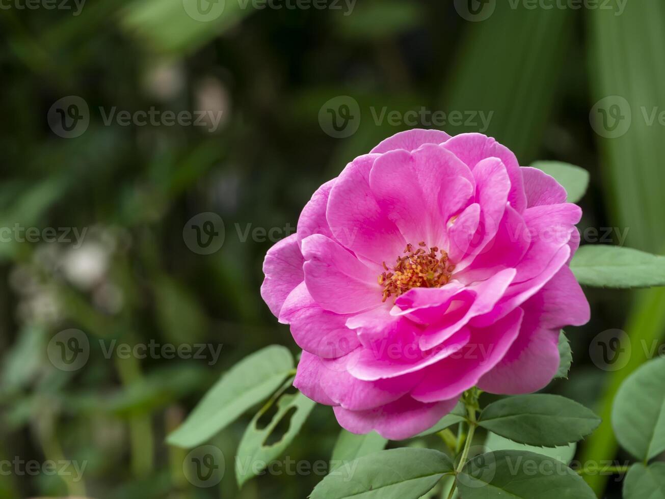 Pink of Damask Rose flower photo