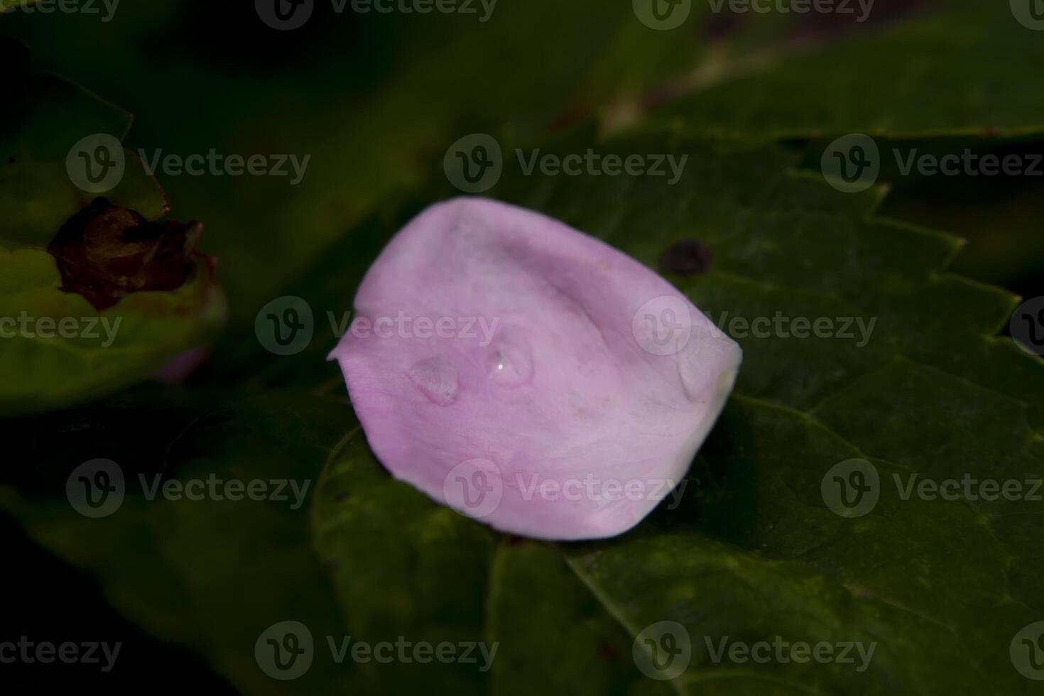 pink of Damask Rose flower. photo