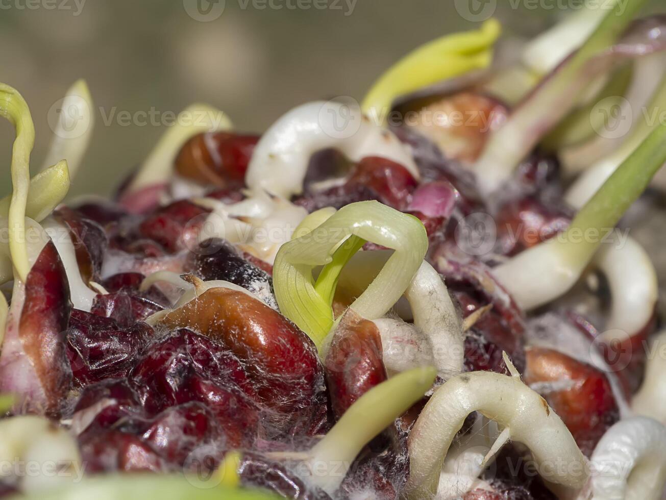 The corn is germinating. photo