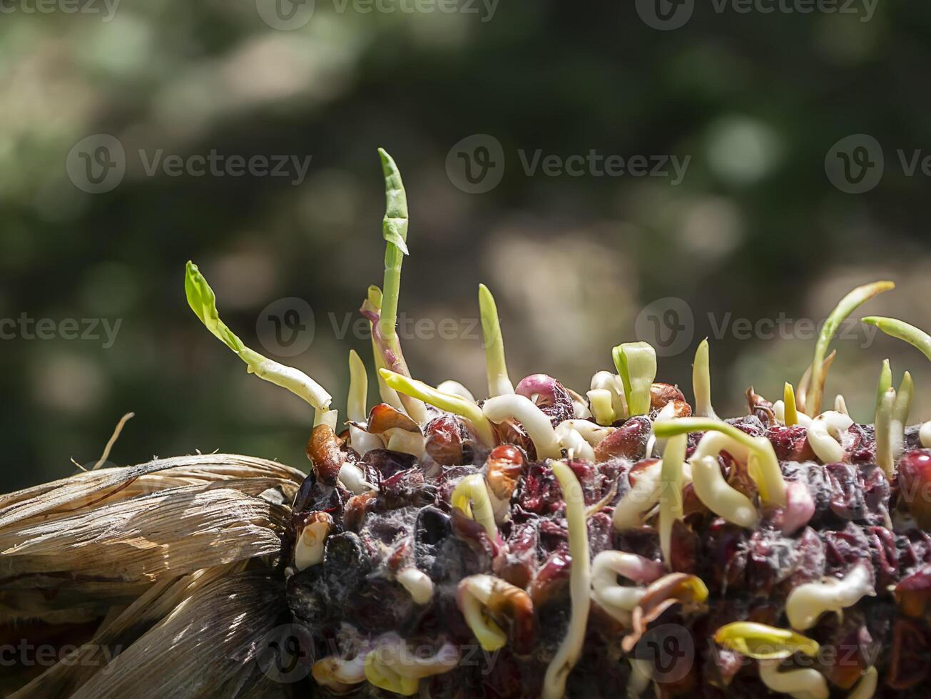 The corn is germinating. photo