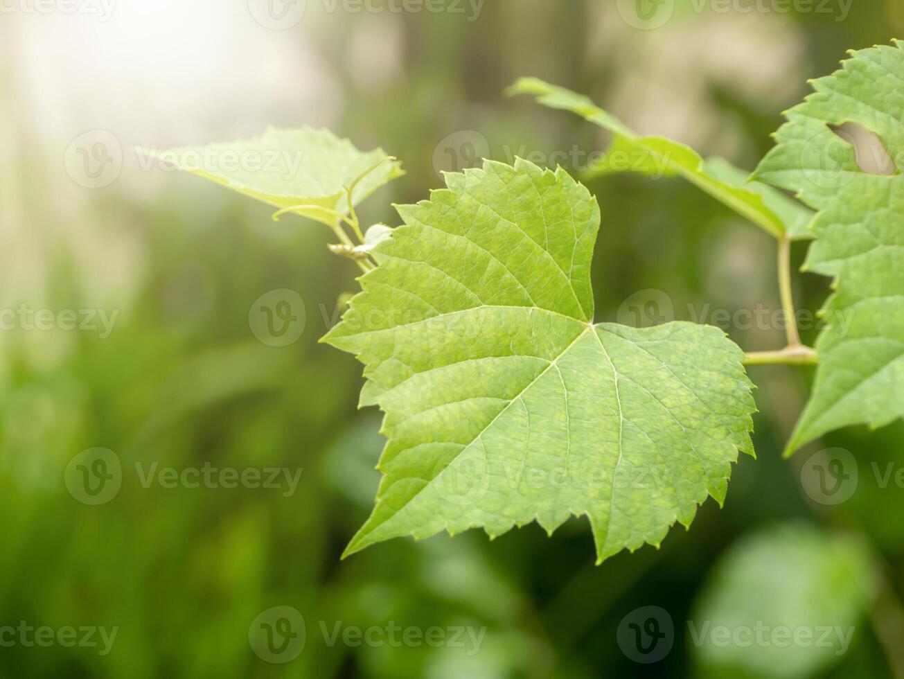 Macro of green grape leaf. photo