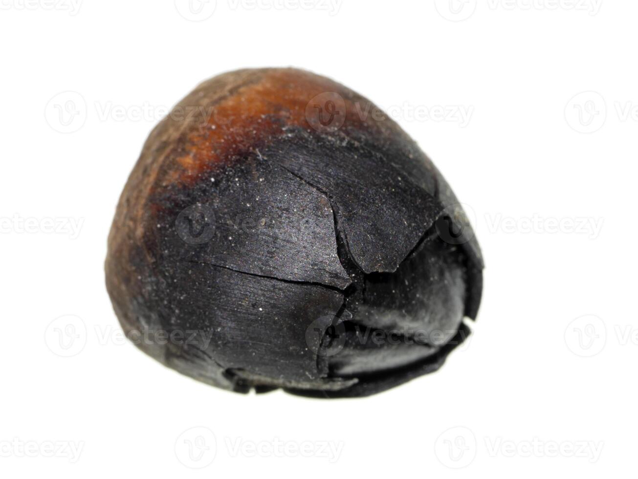 Close up Thai Chestnut on white background. photo