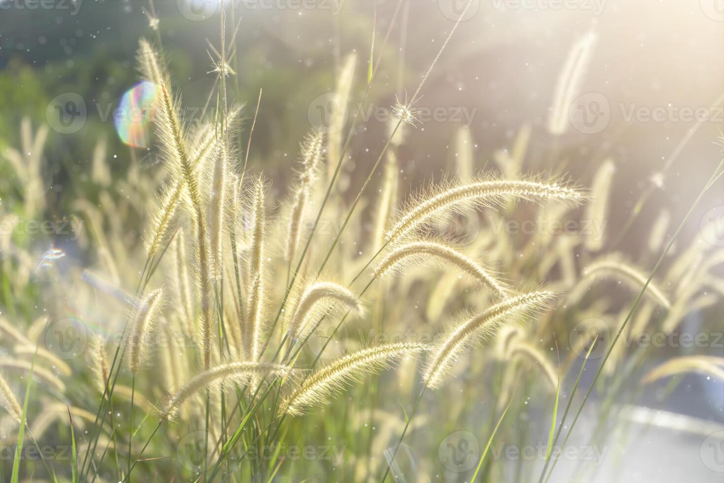 flower grass in the morning photo