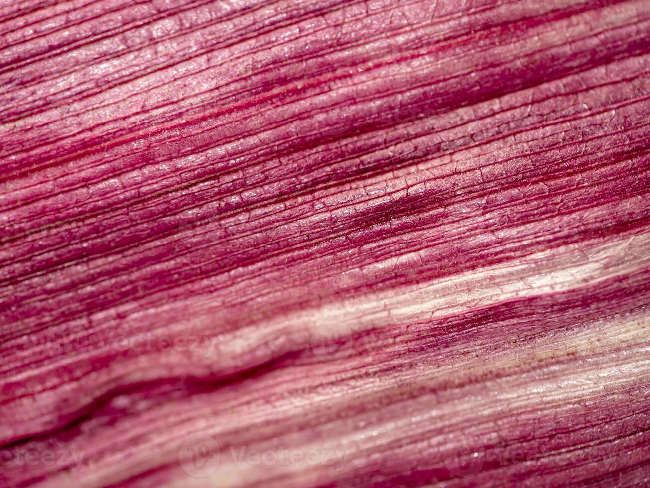Siam Ruby Queen corn. photo