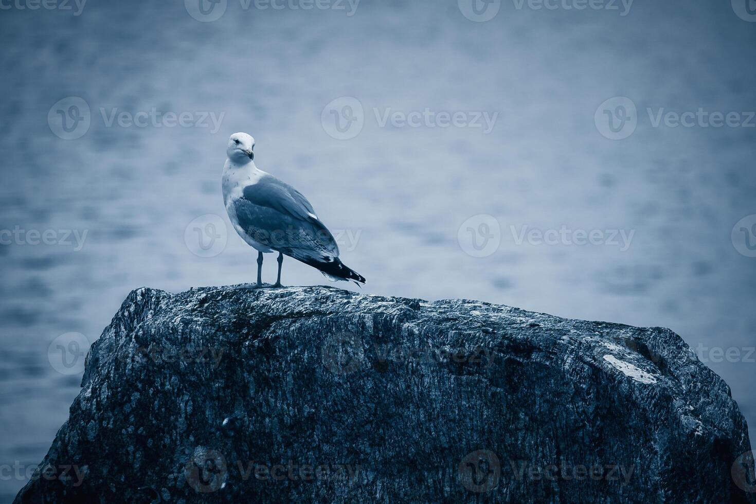 Seagull on a stone in Norway in front of a fjord. Seabird in Scandinavia. Animal photo