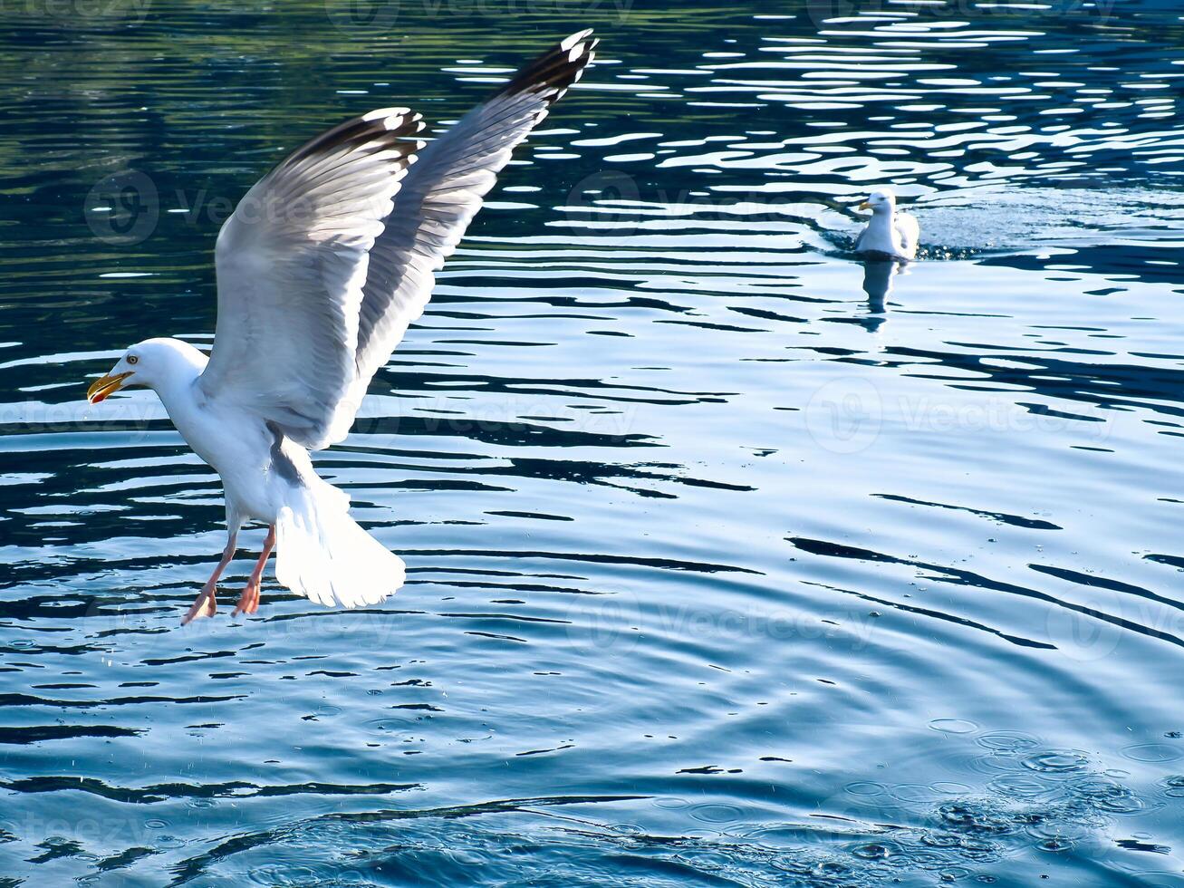 Seagulls in crystal clear water in the Norwegian Fjord. Dynamic movement of the seabird. photo