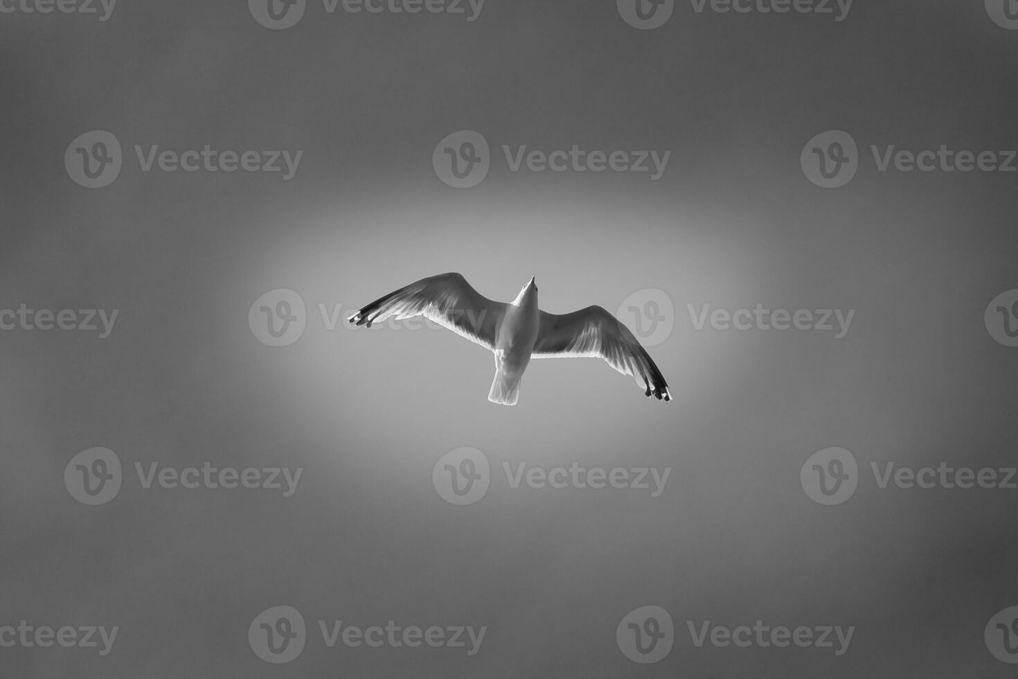 Seagull flying in the sky in black and white. Shot from below. Bird in Scandinavia photo