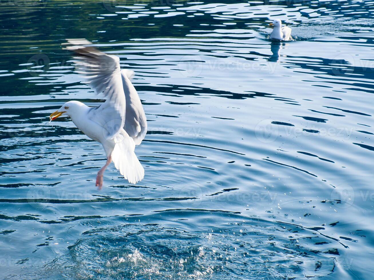 Seagulls in crystal clear water in the Norwegian Fjord. Dynamic movement of the seabird. photo