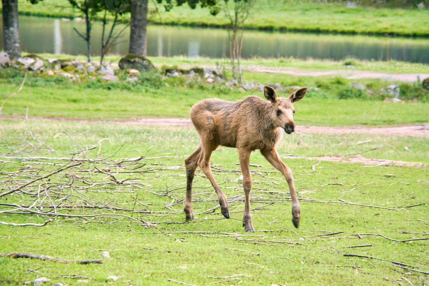 Moose baby in motion on a meadow. Young animal from the forest. King of the forest photo