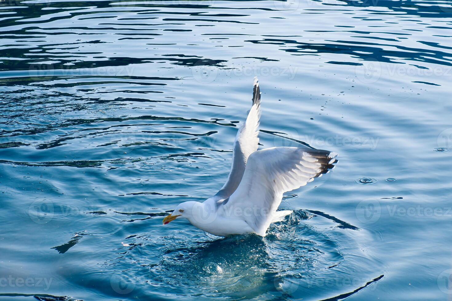 Seagulls in crystal clear water in the Norwegian Fjord. Dynamic movement of the seabird. photo