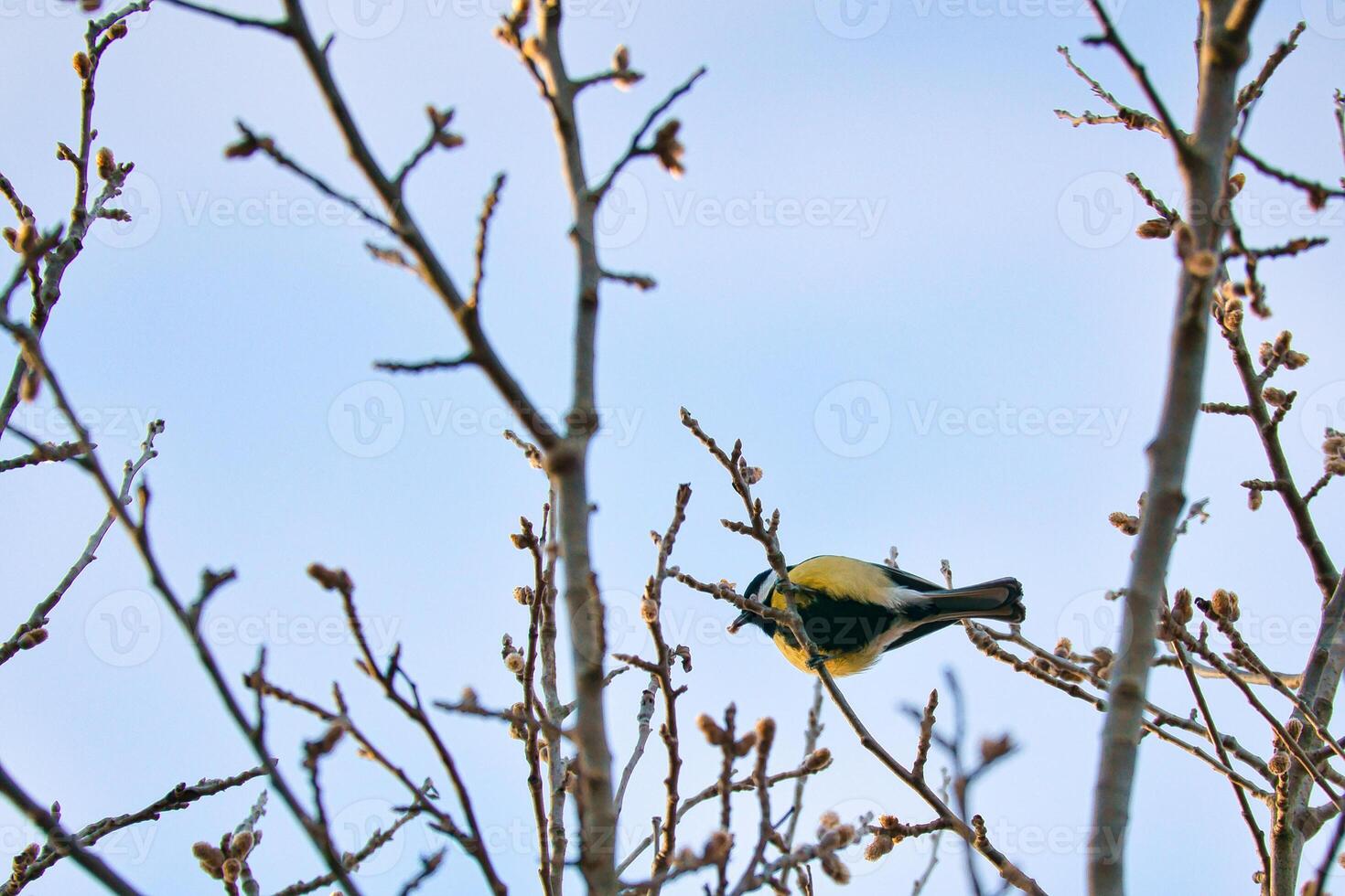 Great tit on branches in a bush. Bird species with black head and breast. Finch species. Animal photo from nature