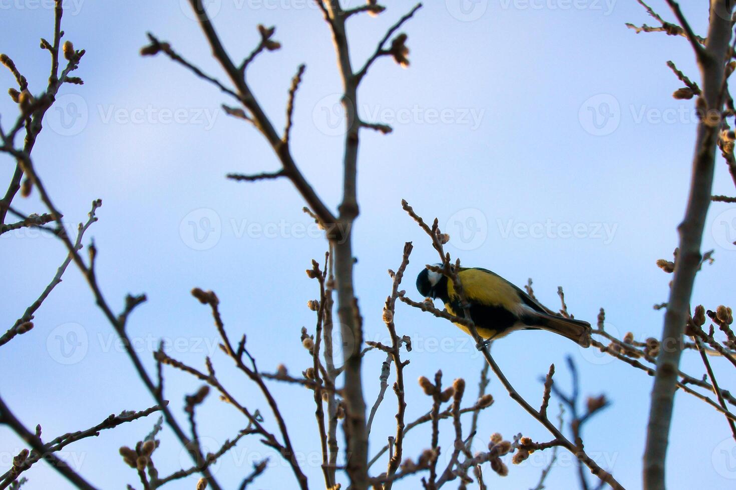 Great tit on branches in a bush. Bird species with black head and breast. Finch species. Animal photo from nature