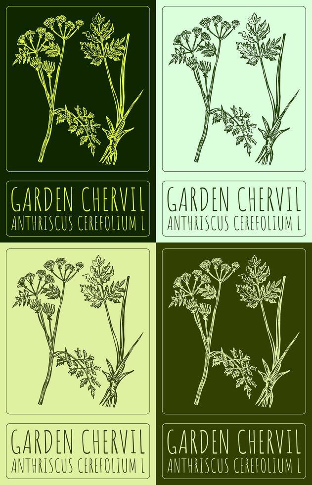 Set of drawing GARDEN CHERVIL in various colors. Hand drawn illustration. The Latin name is ANTHRISCUS CEREFOLIUM L. vector