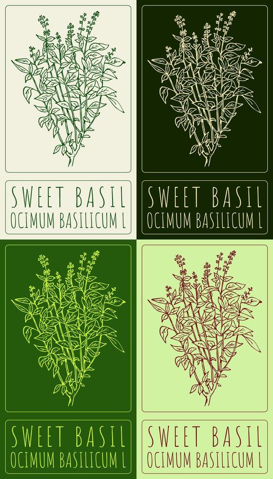 Set of drawing GREAT BASIL in various colors. Hand drawn illustration. The Latin name is OCIMUM BASILICUM L. vector