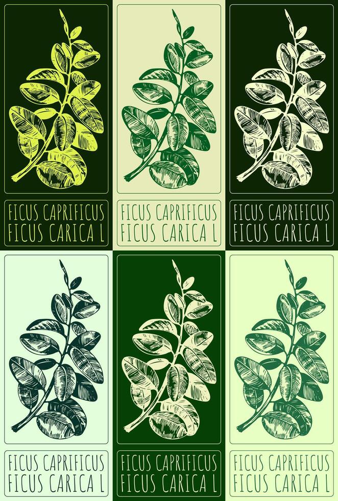 Set of drawing FICUS CAPRIFICUS in various colors. Hand drawn illustration. The Latin name is FICUS CARICA L. vector