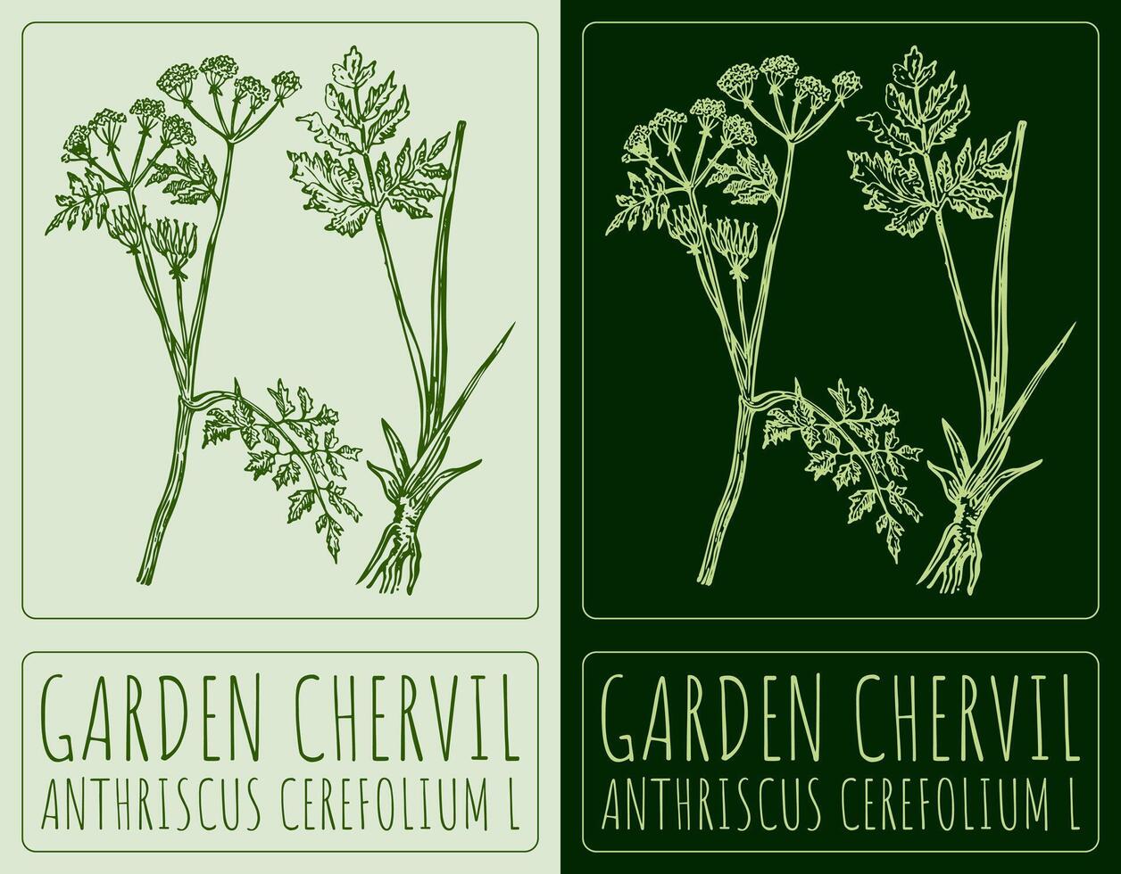 Drawing GARDEN CHERVIL. Hand drawn illustration. The Latin name is ANTHRISCUS CEREFOLIUM L. vector