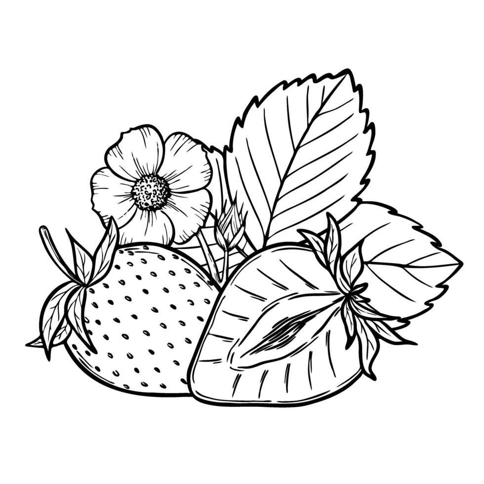 strawberry line art illustration composition with berries, leaves and flowers, hand drawn botanical outline sketch, monochrome drawing. Design element for coloring book, background, pattern vector