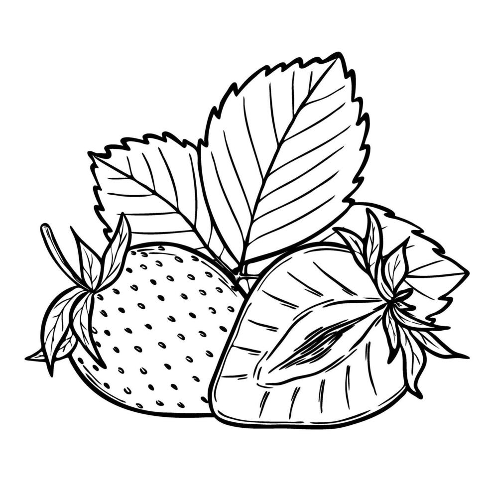 strawberries sketch line art composition, hand drawn botanical outline illustration. Monochrome drawing. Isolated design element for coloring book page, background, pattern, packaging, logo. vector