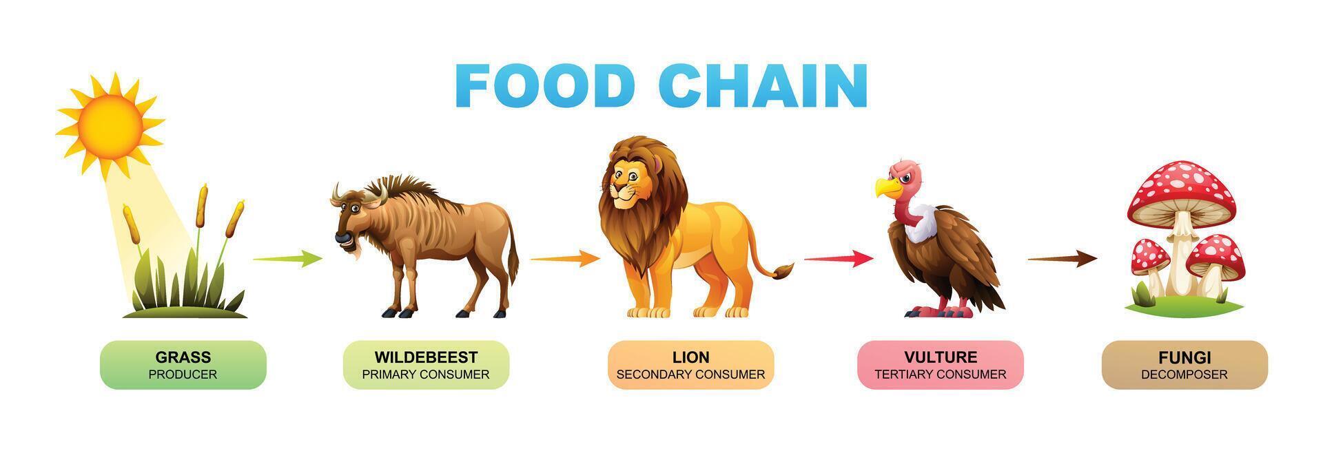 Food chain cartoon illustration showing grass, wildebeest, lion ... Biology Diagrams
