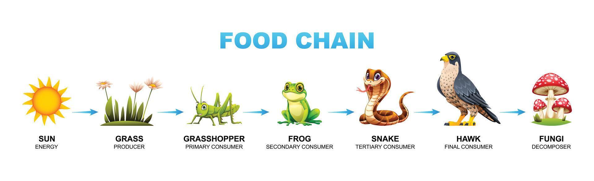 Food chain cartoon illustration showing sun grass grasshopper frog Biology Diagrams
