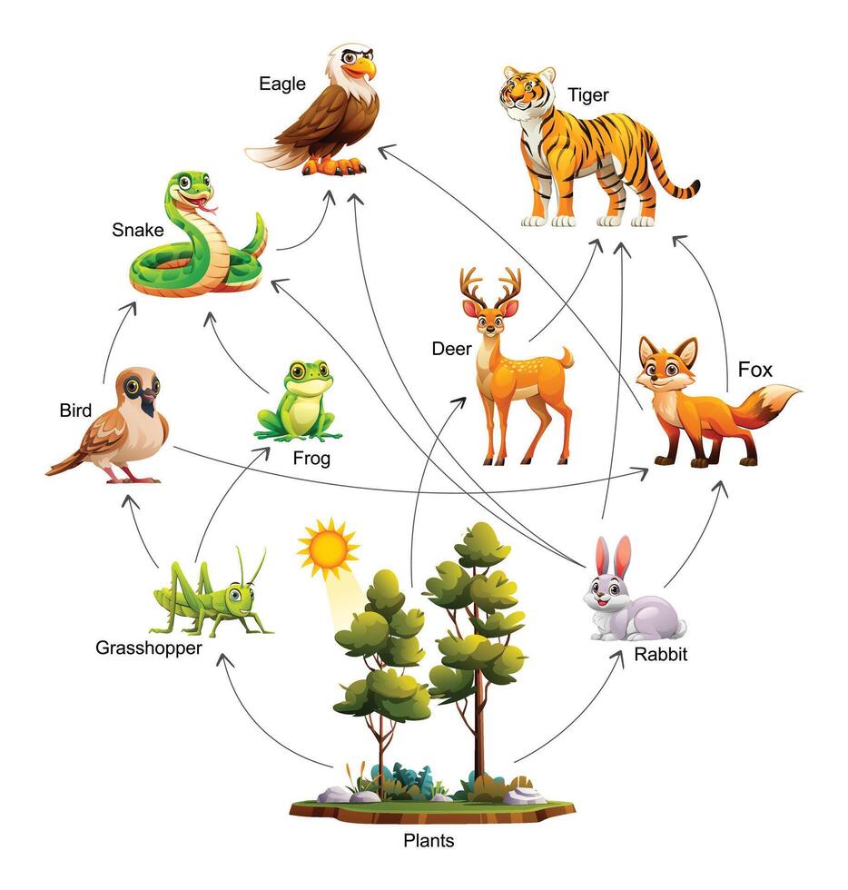 Food web ecosystem. Cartoon illustration vector