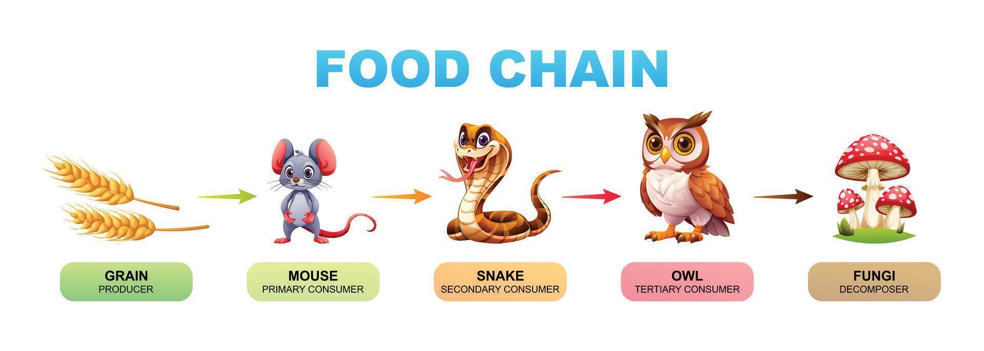 Food chain cartoon illustration showing grain, mouse, snake, owl, and fungi vector
