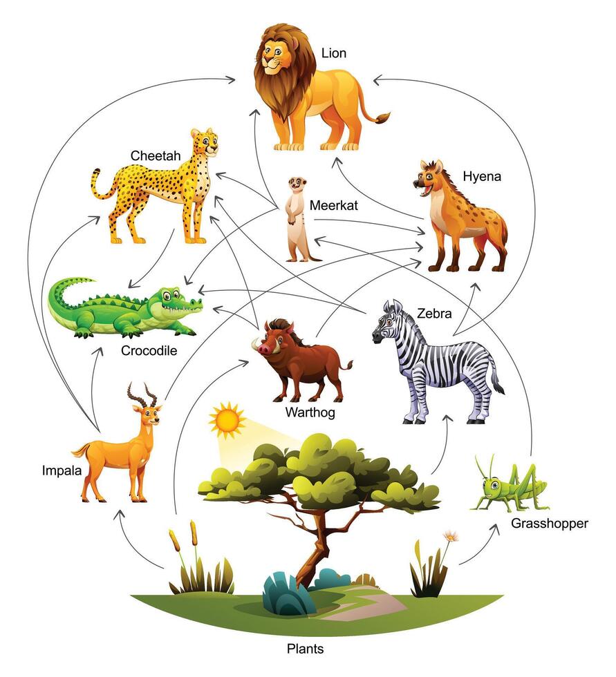 African animal food web ecosystem cartoon illustration vector