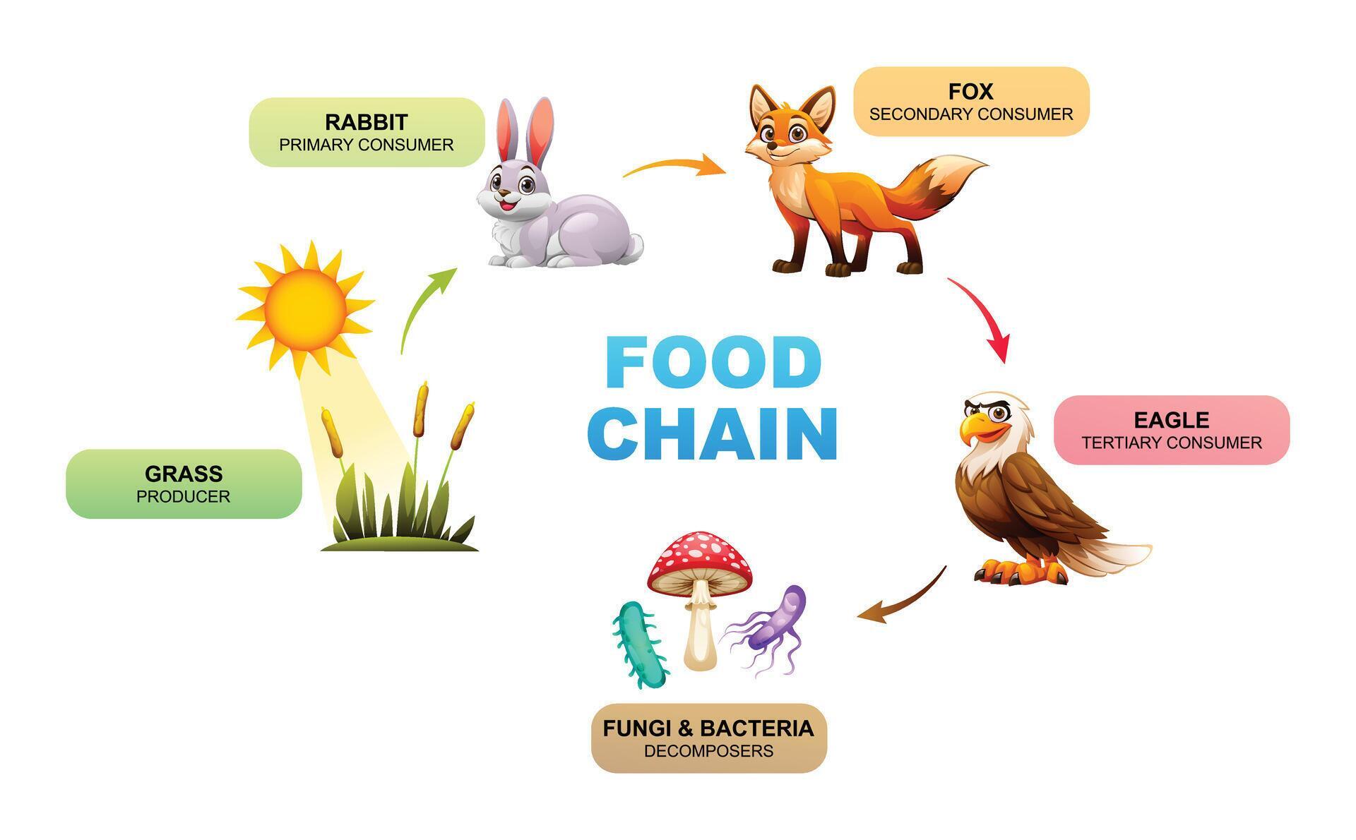 Food chain showing the relationships between a grass, rabbit, fox ... Biology Diagrams