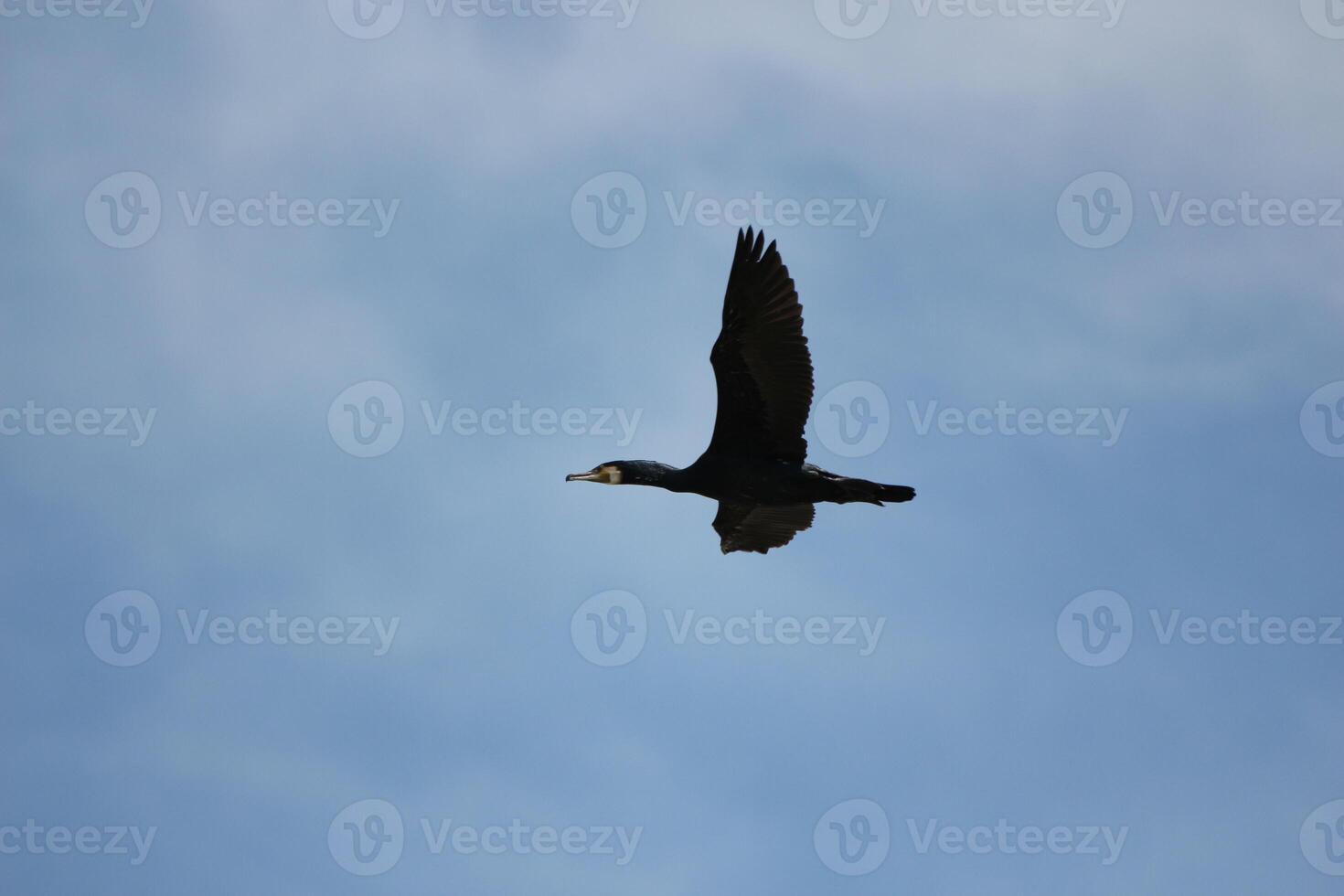 wild goose flying in the sky photo