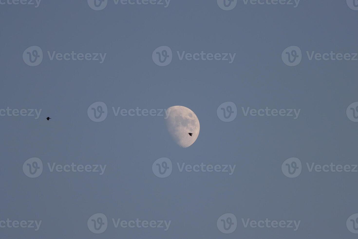 moon before sunset with crow in front it photo