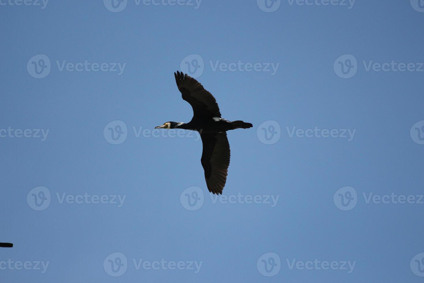 wild goose flying in the sky photo