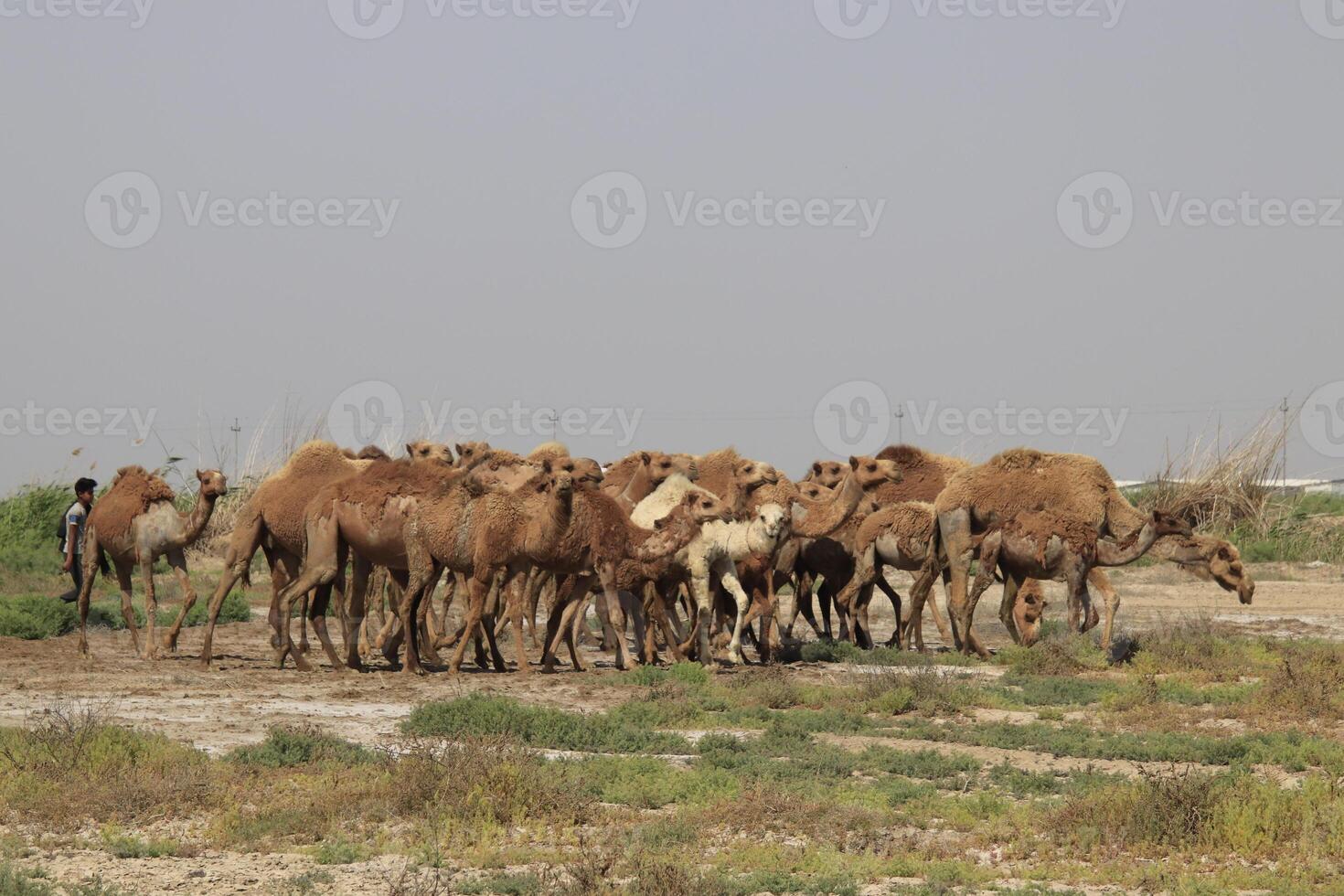 a herd of camels photo