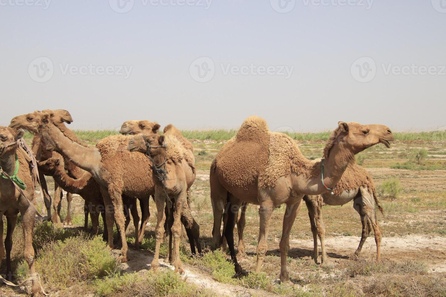 a group of camels standing in the middle of a field photo