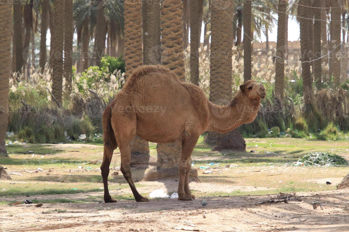 a camel standing in the dirt with palm trees photo