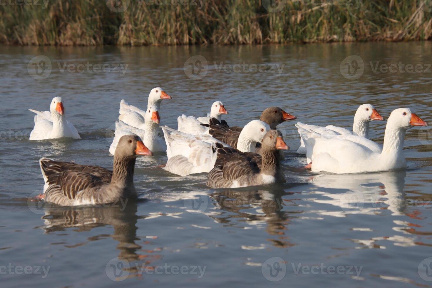 Ducks in the marshes of Iraq photo