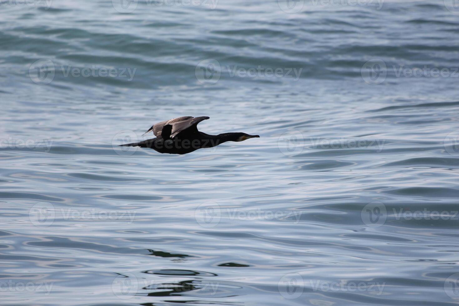 wild goose flying in the sky photo