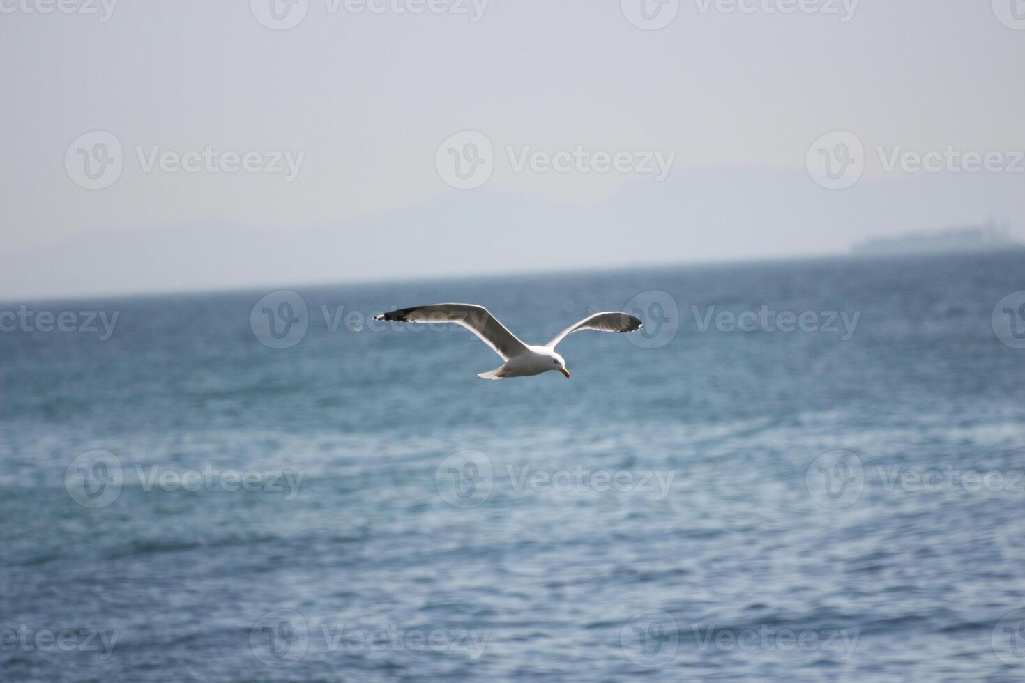seagull flying in blue sky photo