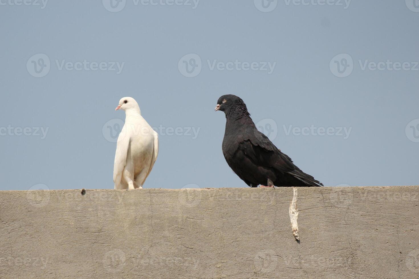 A pair of pigeons standing on a wall with blue sky photo