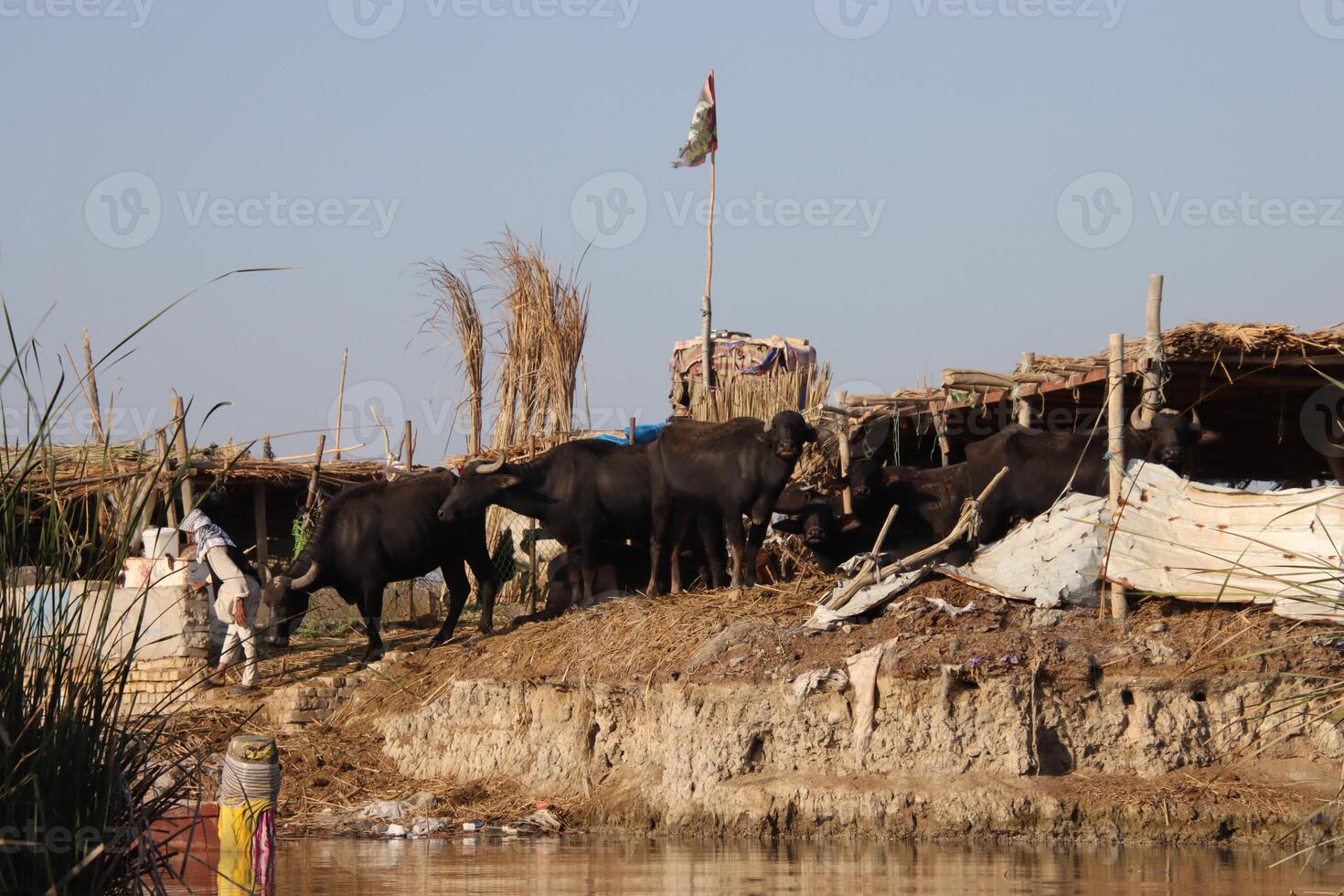 Buffalo corral in the marshes of Iraq with blue sky photo