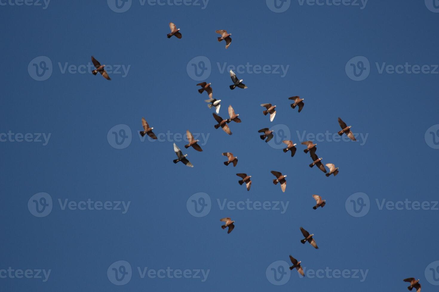 birds flying in blue sky photo