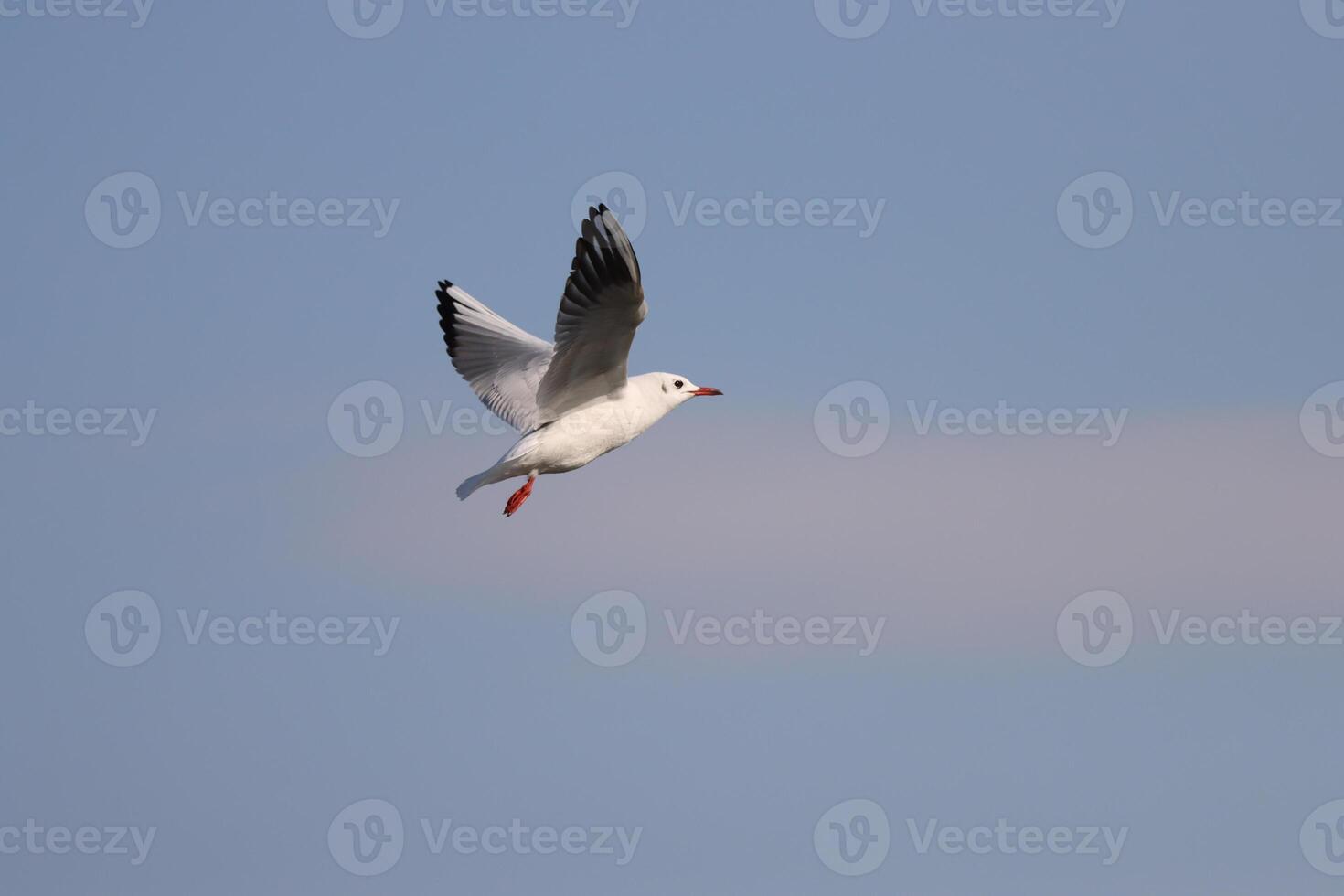 a seagull flying in the sky photo