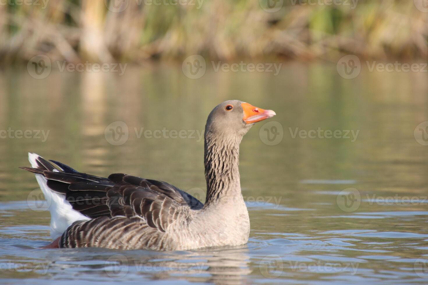 Ducks in the marshes of Iraq photo