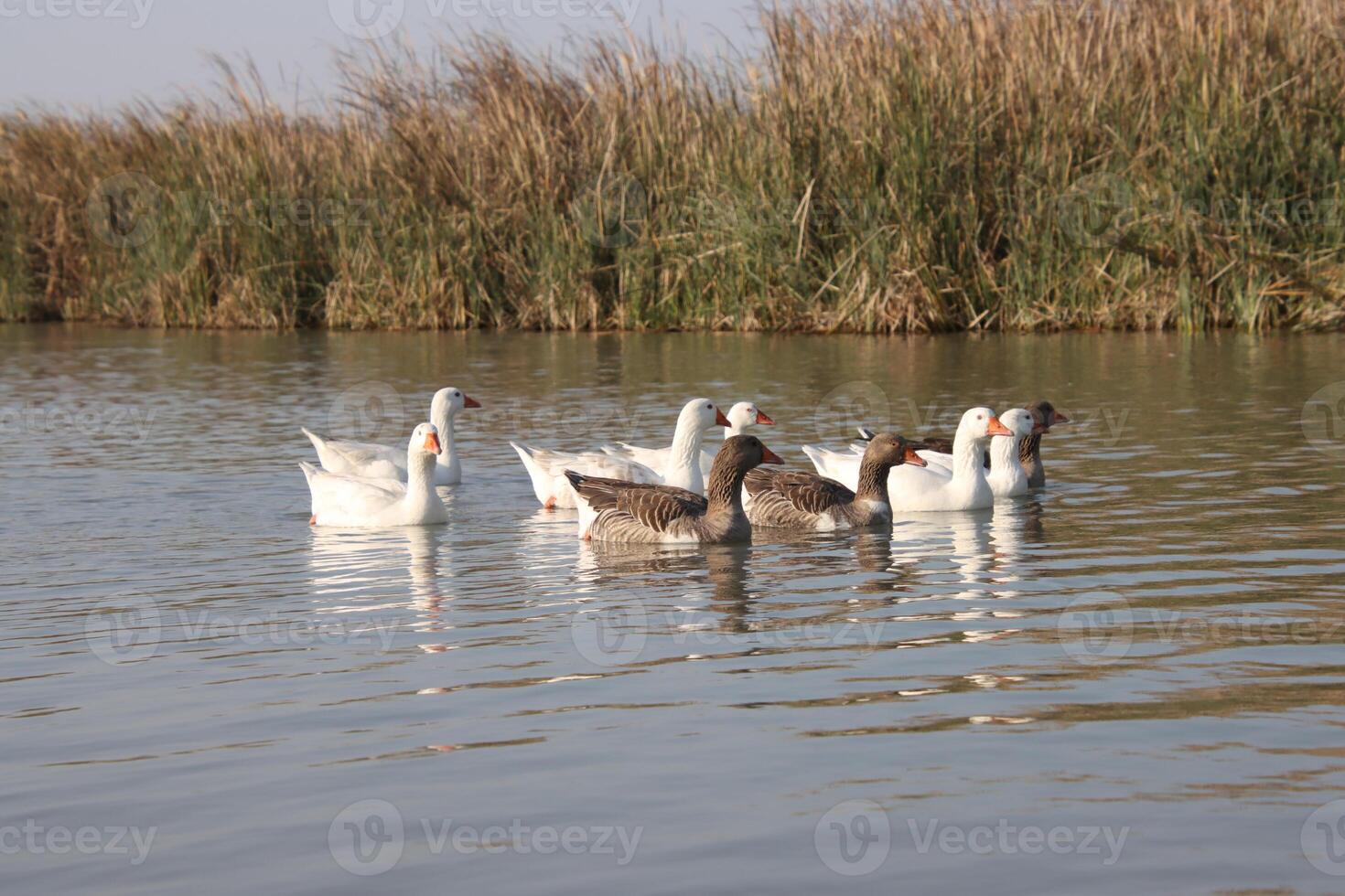 Ducks in the marshes of Iraq photo
