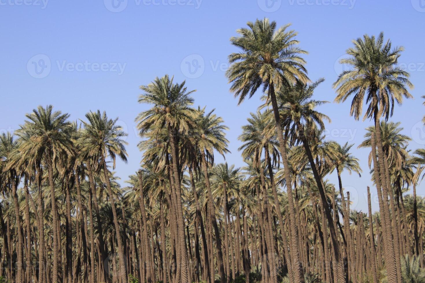 a large group of palm trees in iraq photo