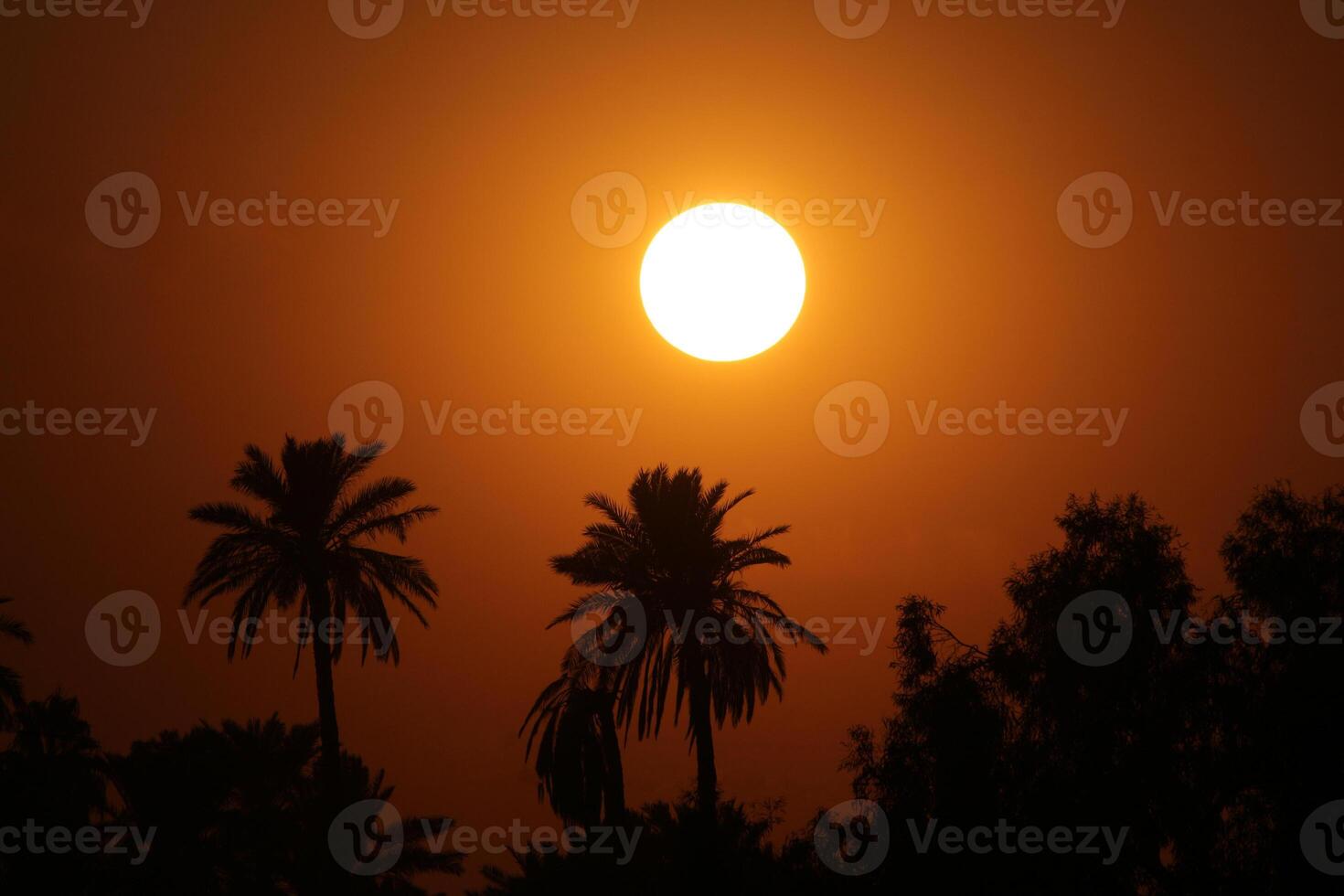 palm trees before sunset , orange view , palm trees silhouette photo