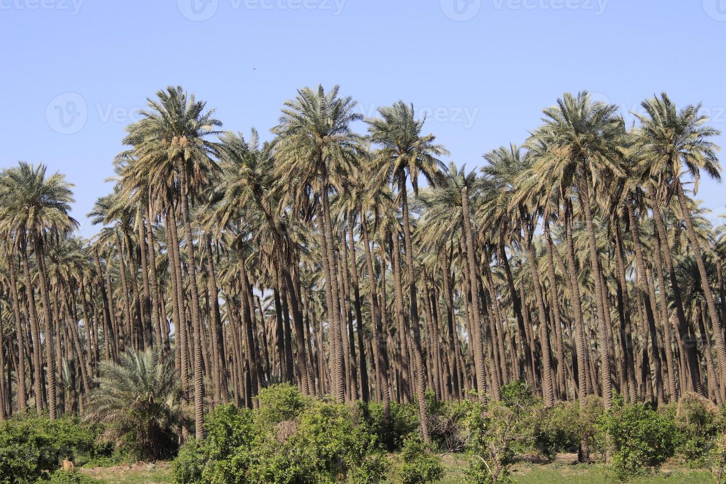 a large group of palm trees in iraq photo