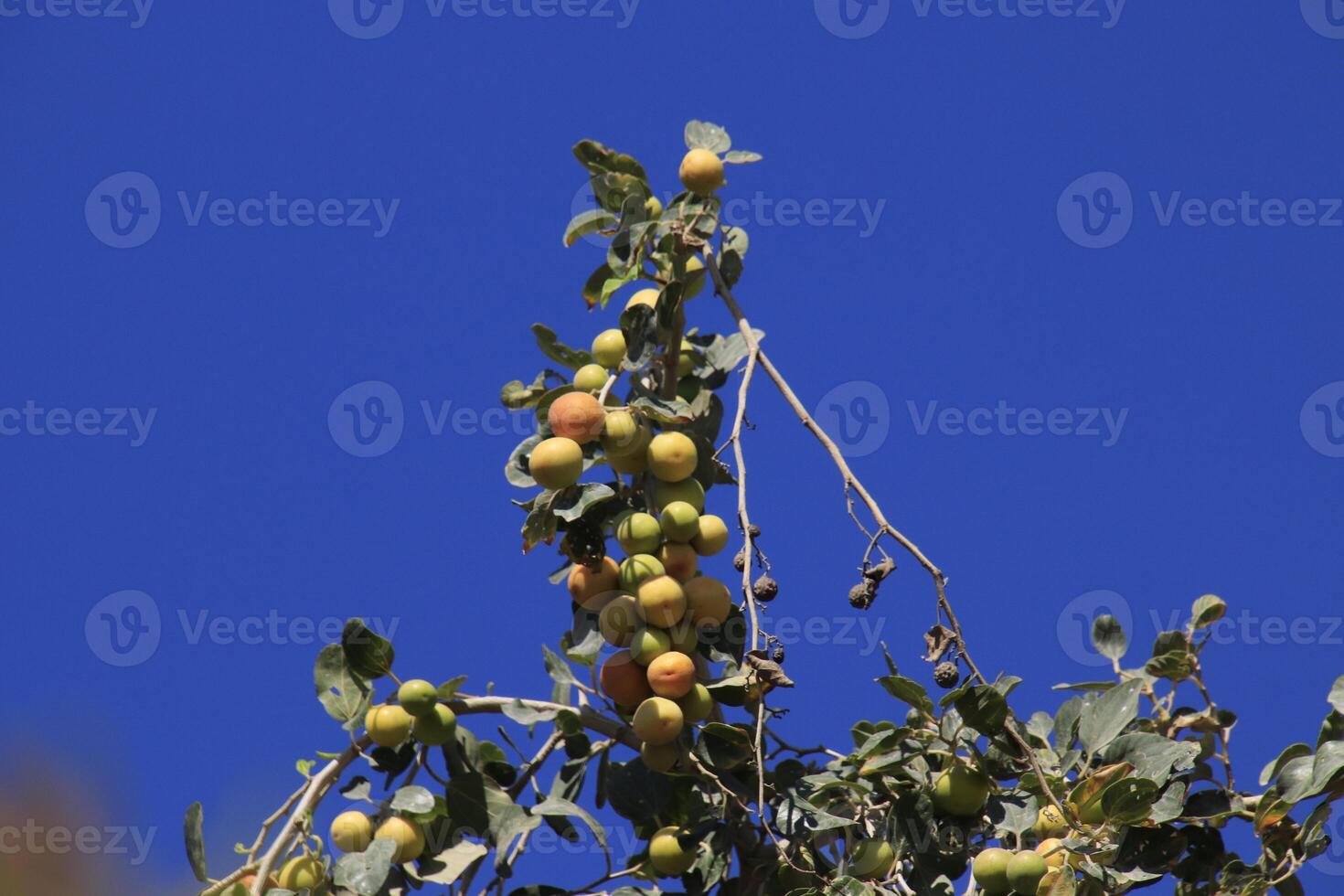 a tree with fruit hanging from it photo