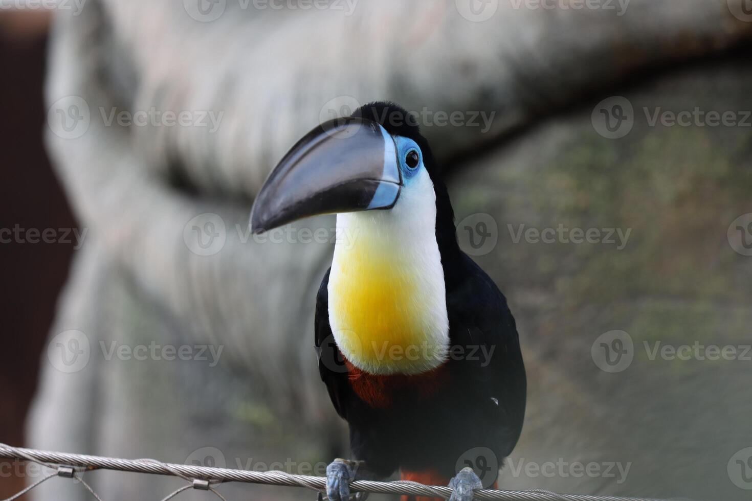 toucan bird standing on twig tree photo