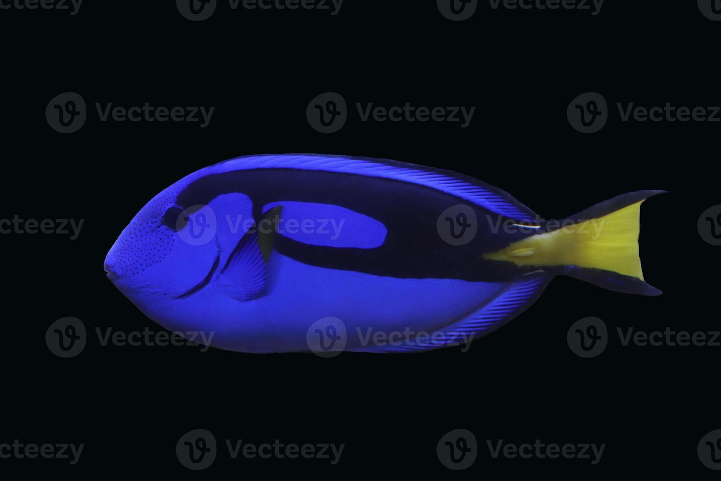 blue tang fish , fancy fish , swim in the water photo