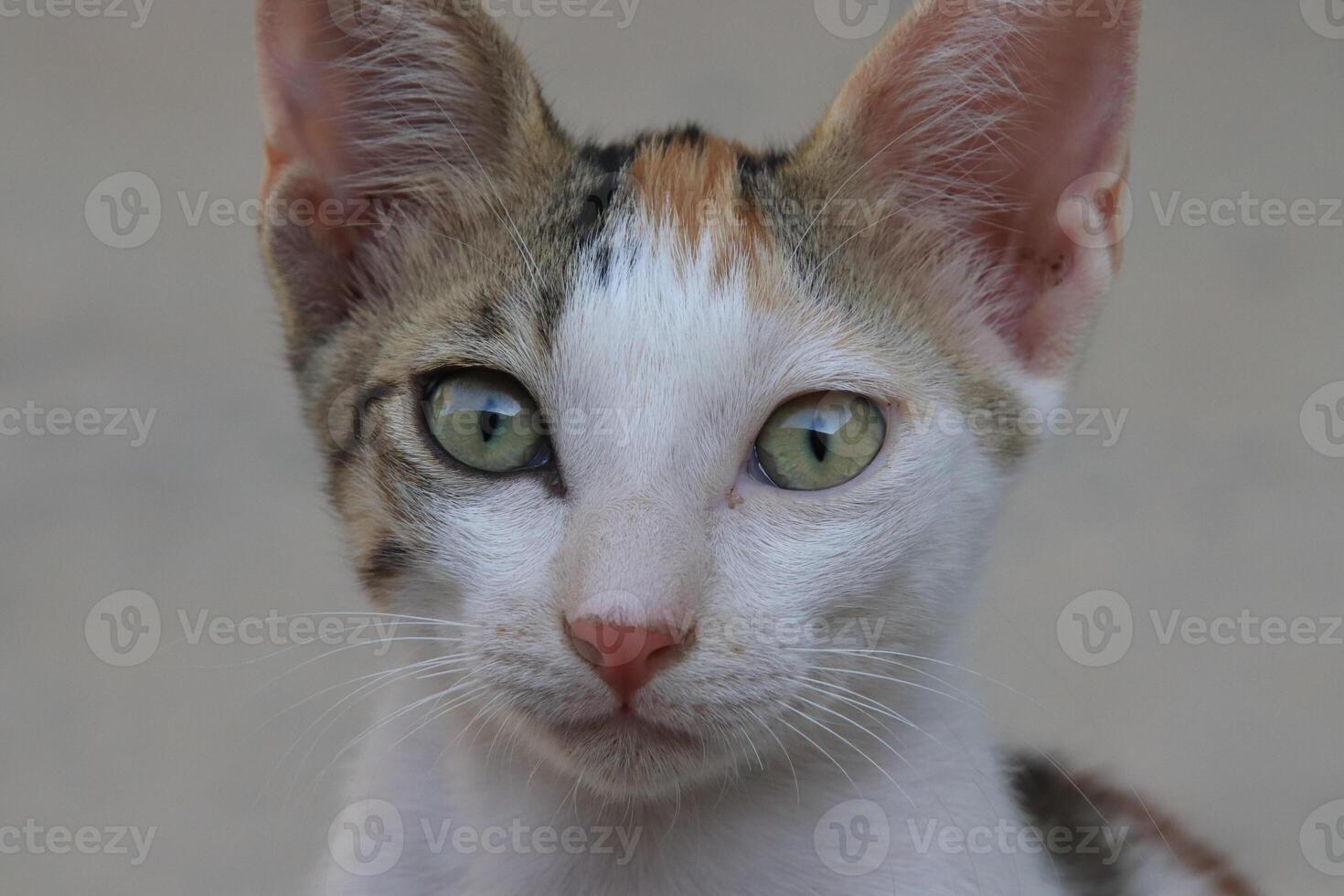 baby kittens in the garden photo